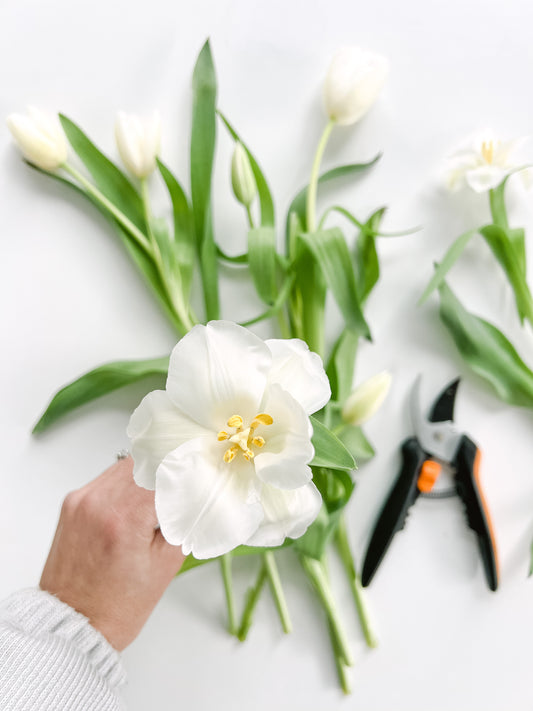Floral Diary: How to Reflex Tulips